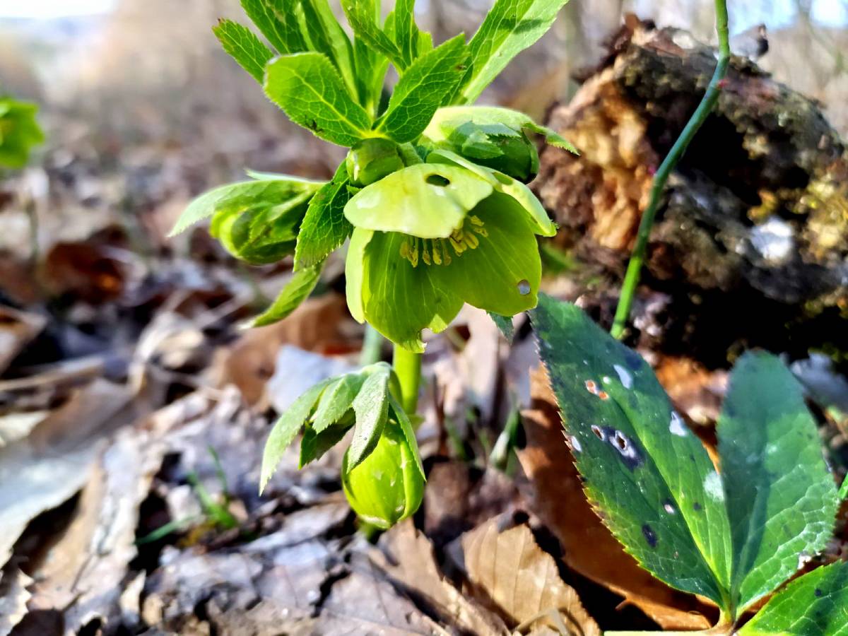 Planinarsko-edukativni izlet ʼʼGojzericaʼʼ i ʼʼPegazaʼʼ na Rudine