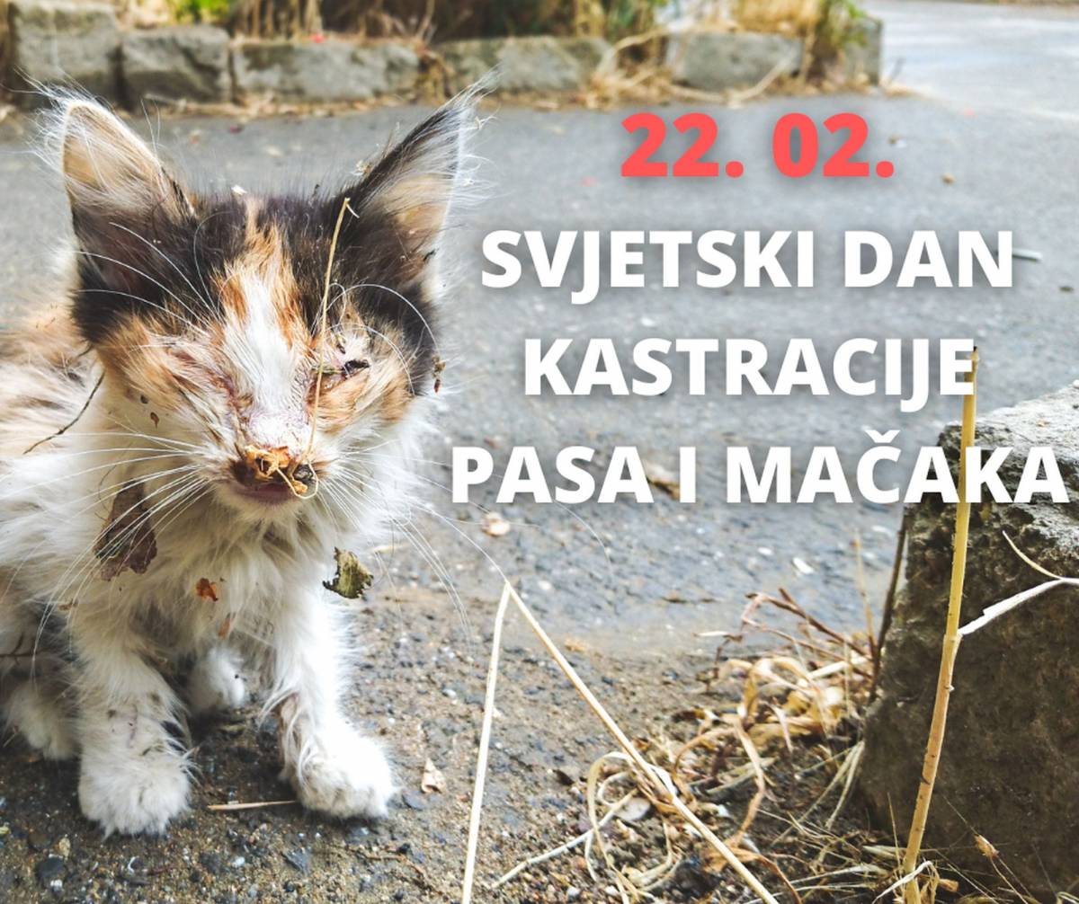 PRIJATELJI ŽIVOTINJA: Danas je Svjetski dan kastracije pasa i mačaka  