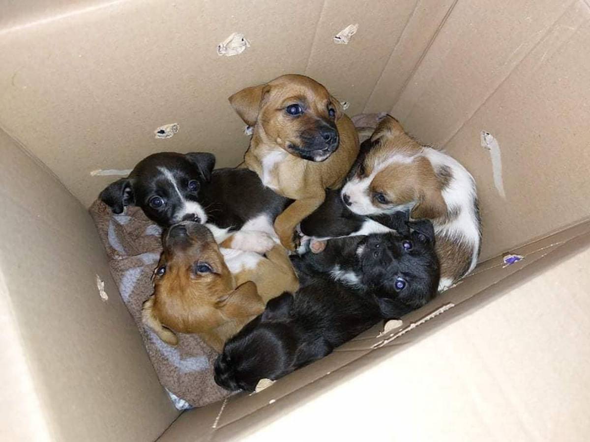 PRIJATELJI ŽIVOTINJA: Danas je Svjetski dan kastracije pasa i mačaka  