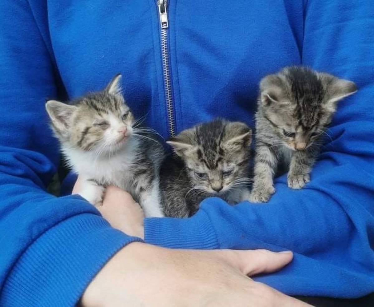 PRIJATELJI ŽIVOTINJA: Danas je Svjetski dan kastracije pasa i mačaka  