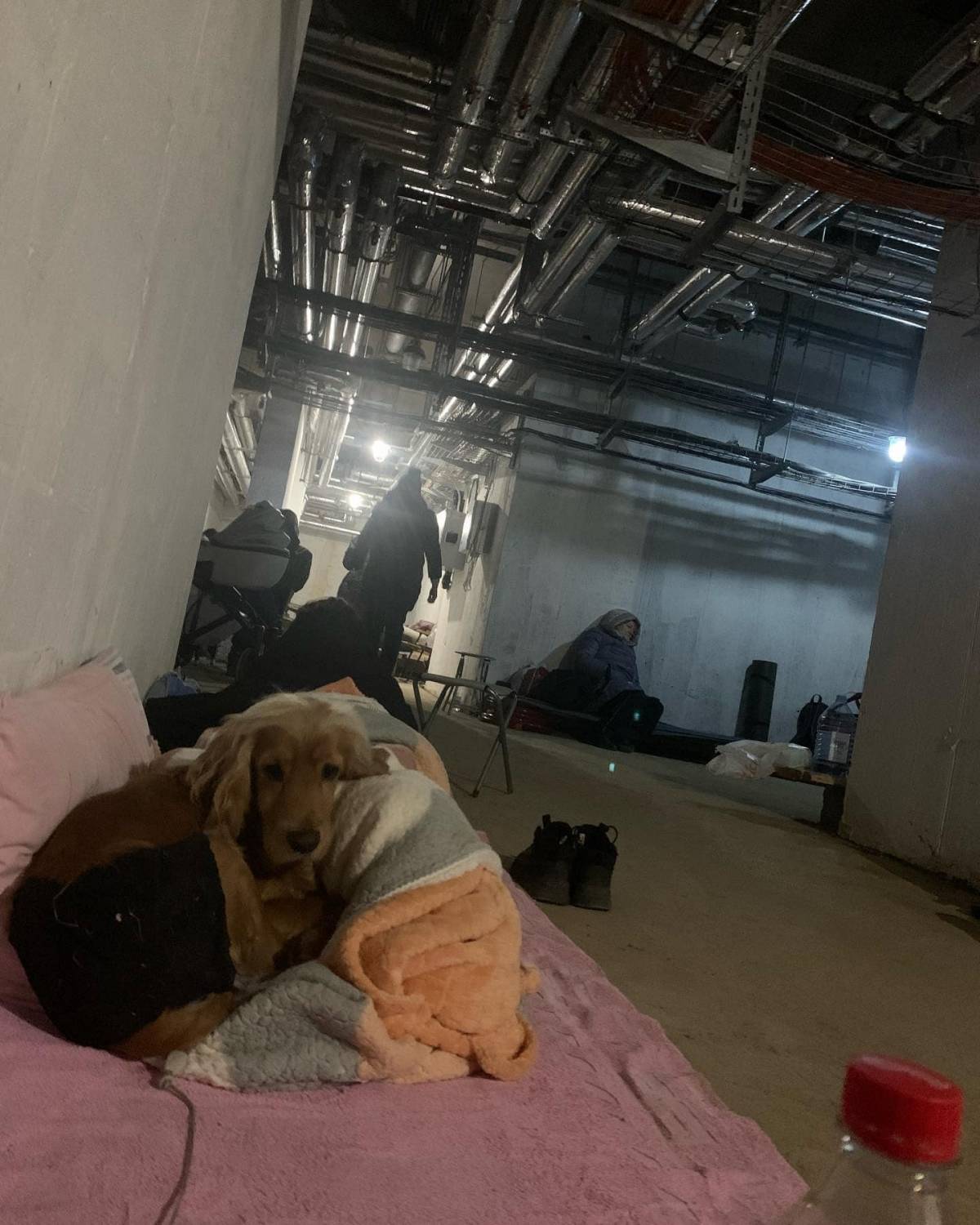 Prijatelji životinja objavili prijavnicu za sve koji mogu primiti na smještaj sve pogođene ratom, uključujući i životinje 