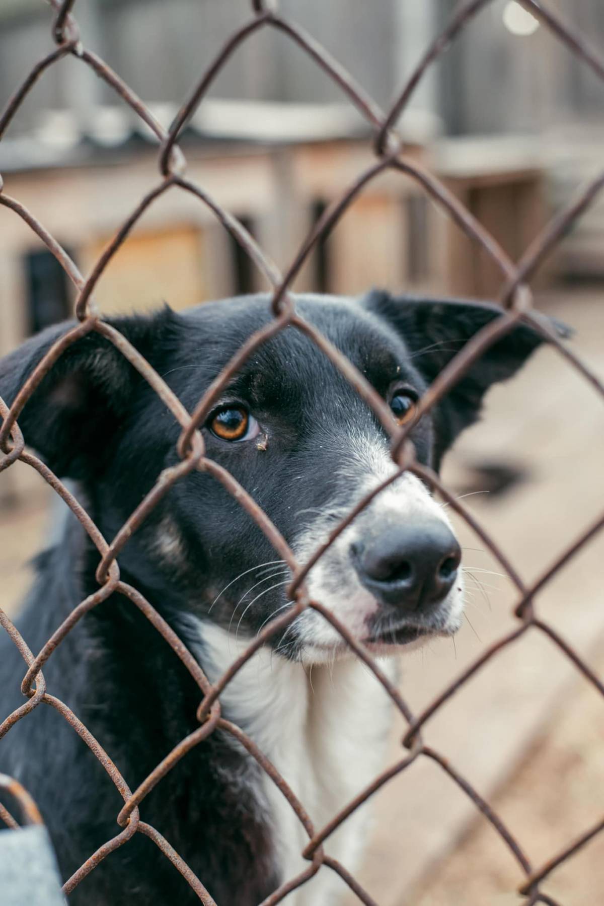Prijatelji životinja objavili prijavnicu za sve koji mogu primiti na smještaj sve pogođene ratom, uključujući i životinje 