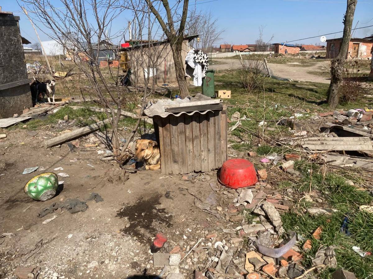 Veterinarska inspekcija krenula u kontrolu u romskim naseljima