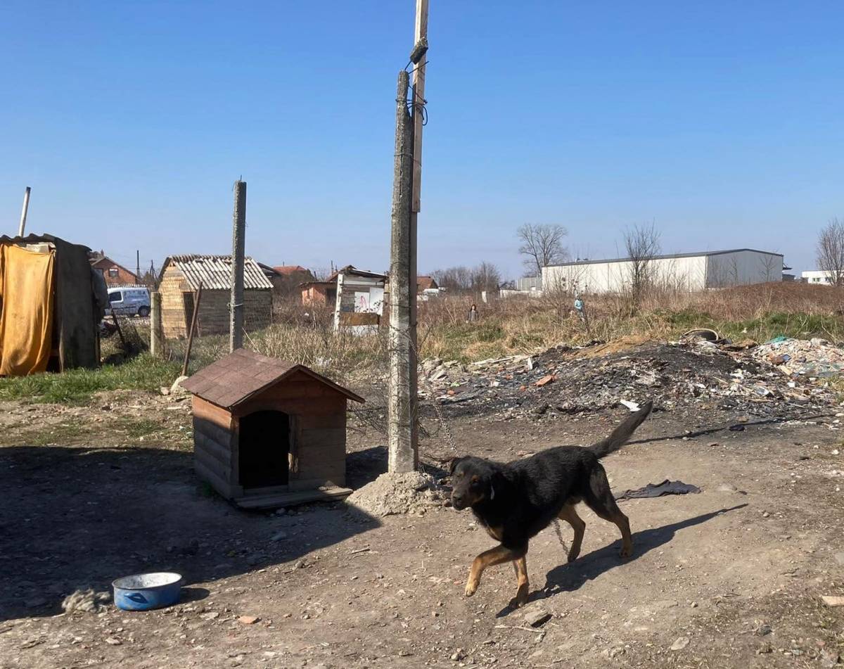 Veterinarska inspekcija krenula u kontrolu u romskim naseljima