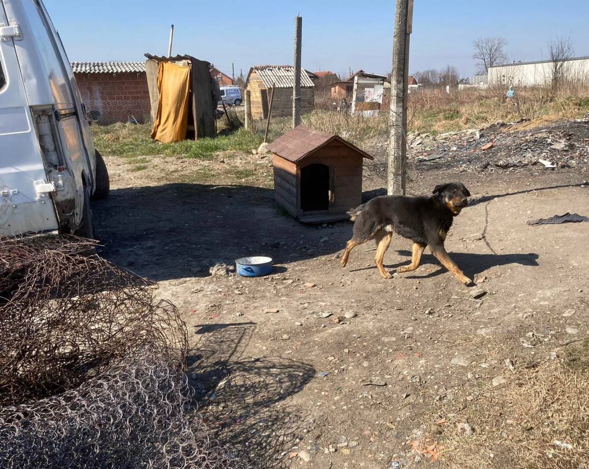 Veterinarska inspekcija krenula u kontrolu u romskim naseljima