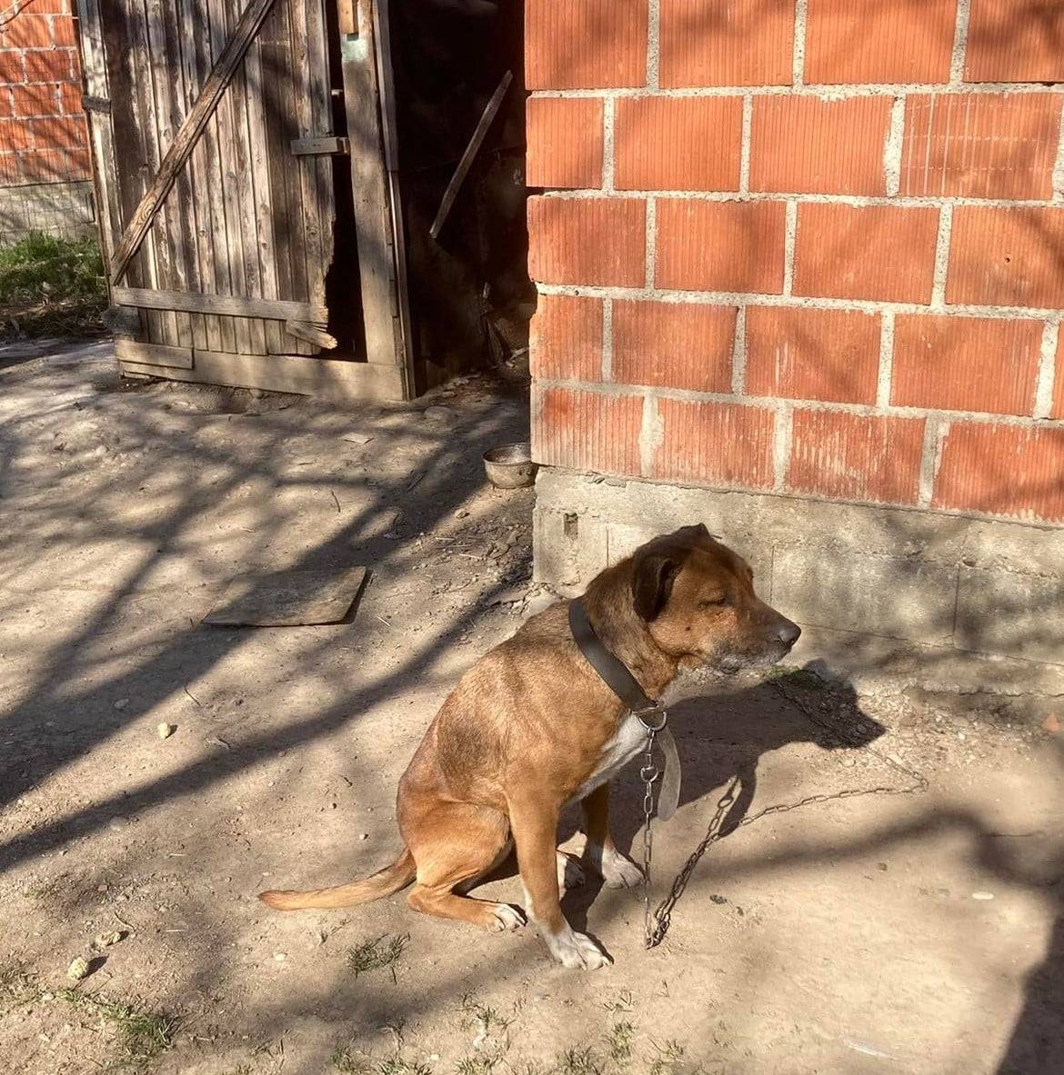 Veterinarska inspekcija krenula u kontrolu u romskim naseljima