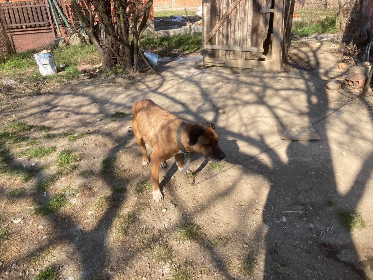 Veterinarska inspekcija krenula u kontrolu u romskim naseljima