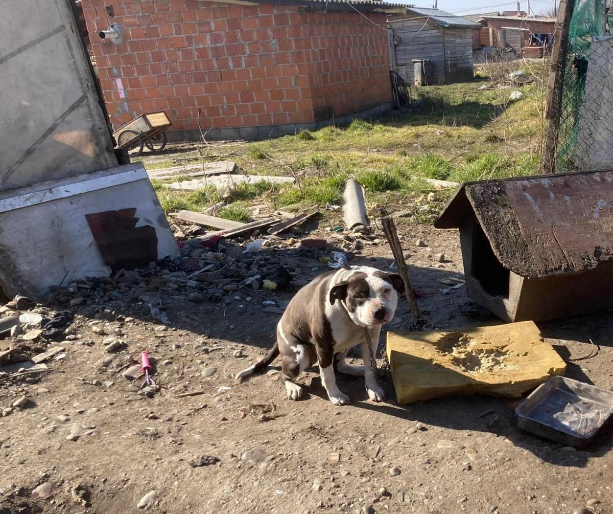 Veterinarska inspekcija krenula u kontrolu u romskim naseljima