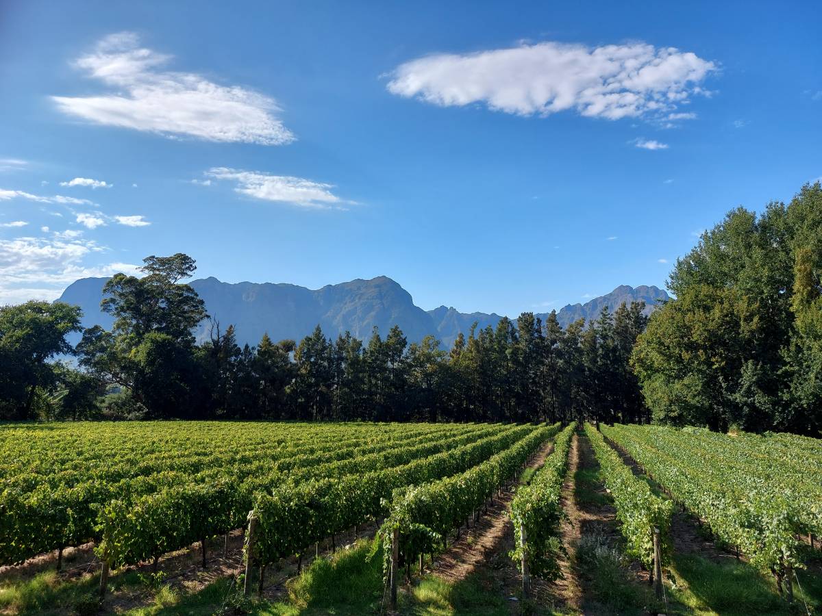 Vina kutjevačkog vinogorja prezentirana u Južnoj Africi