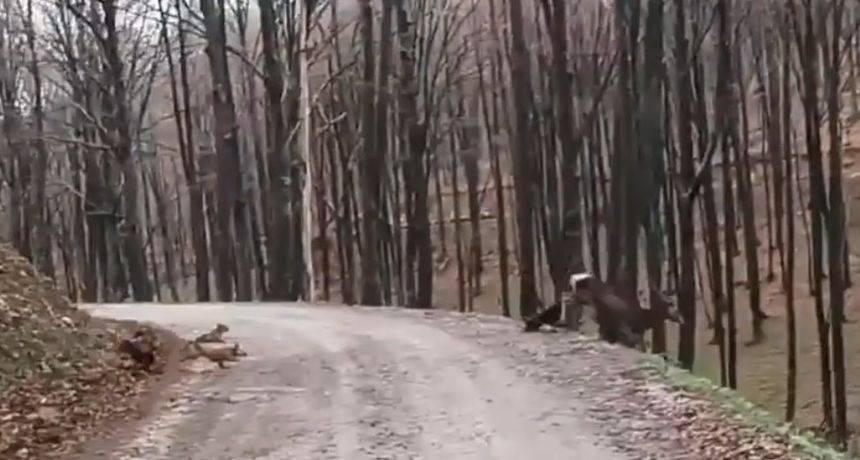 UZNEMIRUJUĆI VIDEO S PAPUKA: Maleni psići napali, a zatim usmrtili košutu