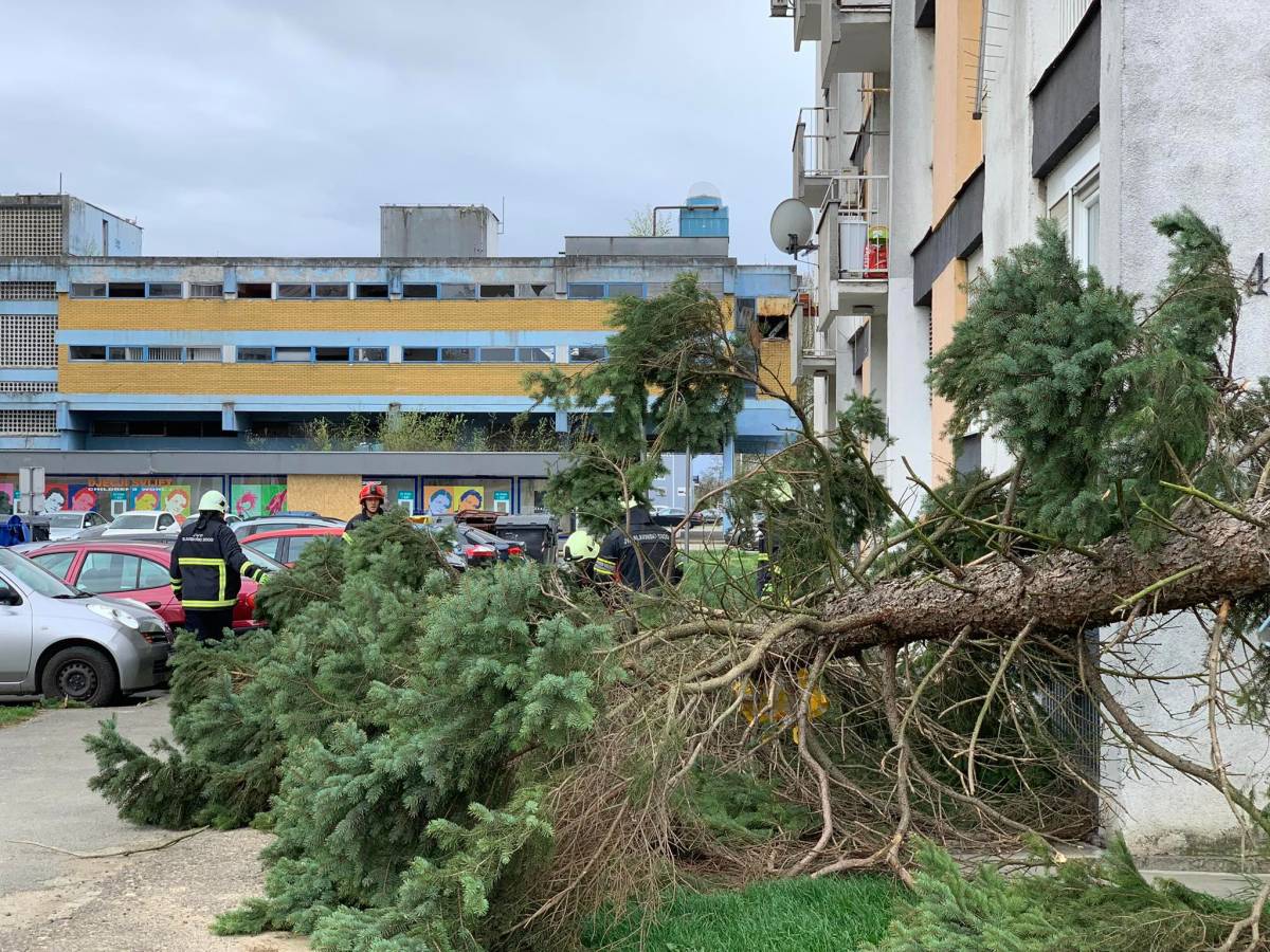 BRODSKI VATROGASCI NA TERENU: Srušilo se stablo u centru grada