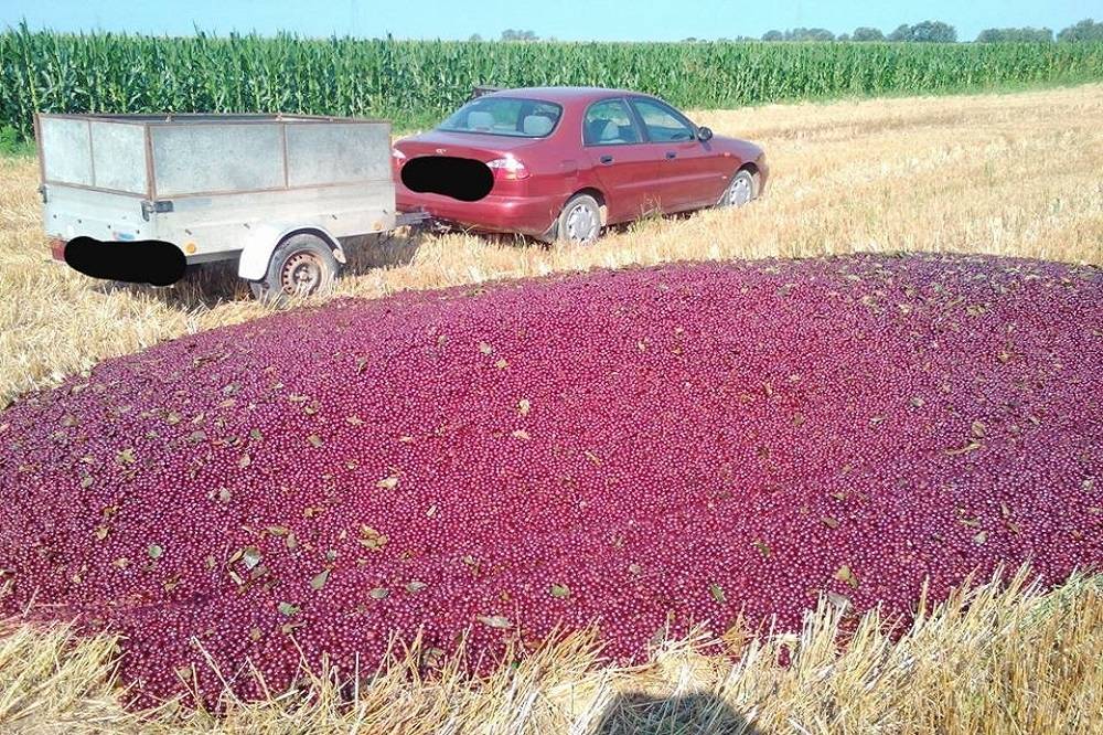 Slavonski voćar bacio čitav urod višanja: ʺNe damo da nas više ponižavajuʺ