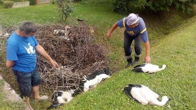 Tužan kraj: U padu gnijezda stradale rode