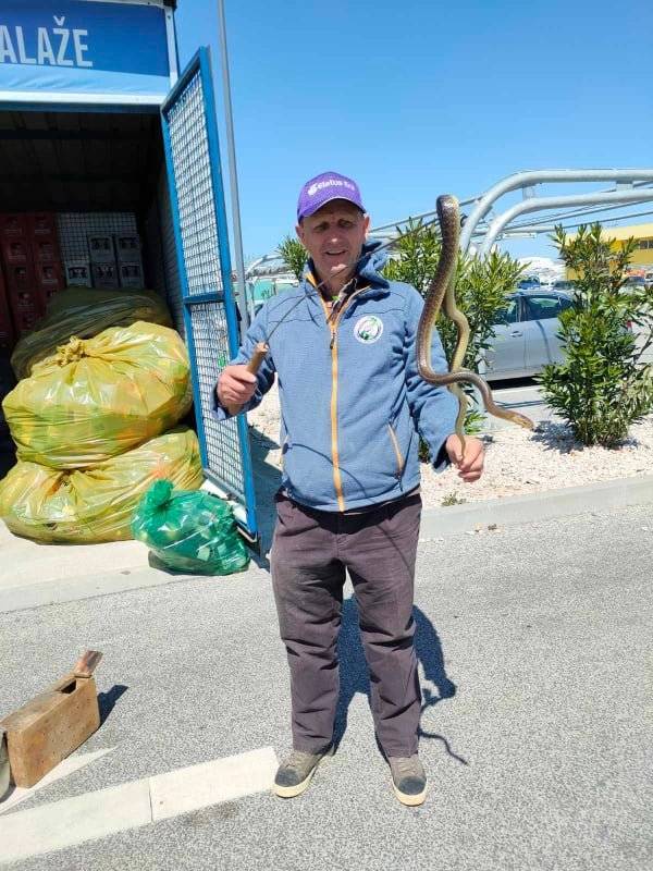 Pogledajte zmiju koju je uhvatila Udruga ʺZmijolovacʺ na Veliku subotu