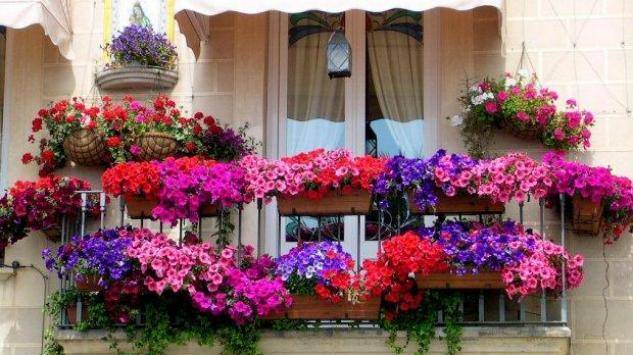 Hrvati vole cvijeće, no i ono postaje luksuz: ʺCijene su išle u nebo, ljudi su nezadovoljniʺ