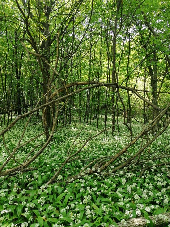 Izlet Požeških planinara na Jubilarni jankovački planinarski put
