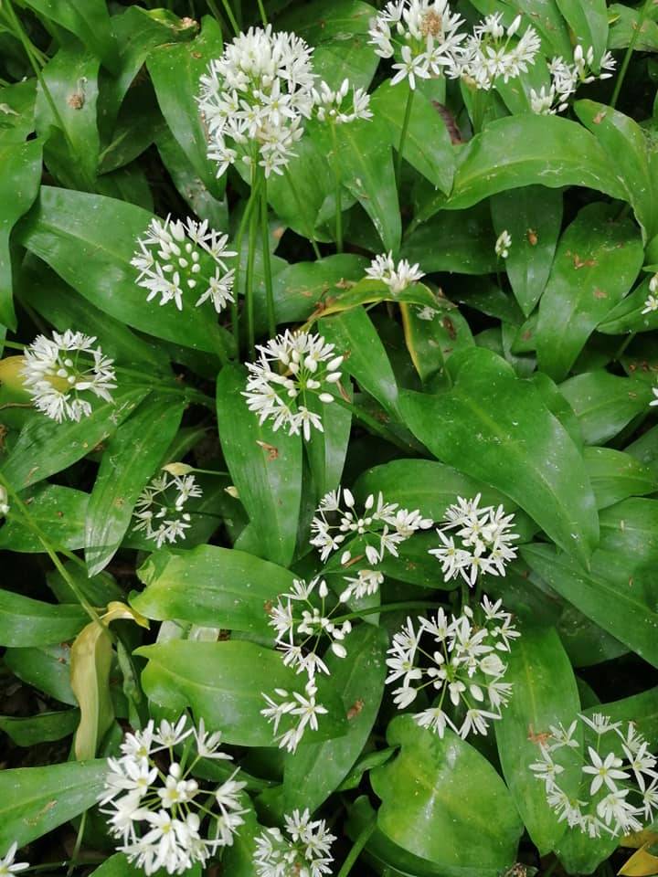 Izlet Požeških planinara na Jubilarni jankovački planinarski put