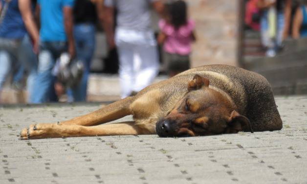 Policijski službenici tragaju za počiniteljem koji je ubio psa u Hrnjevcu