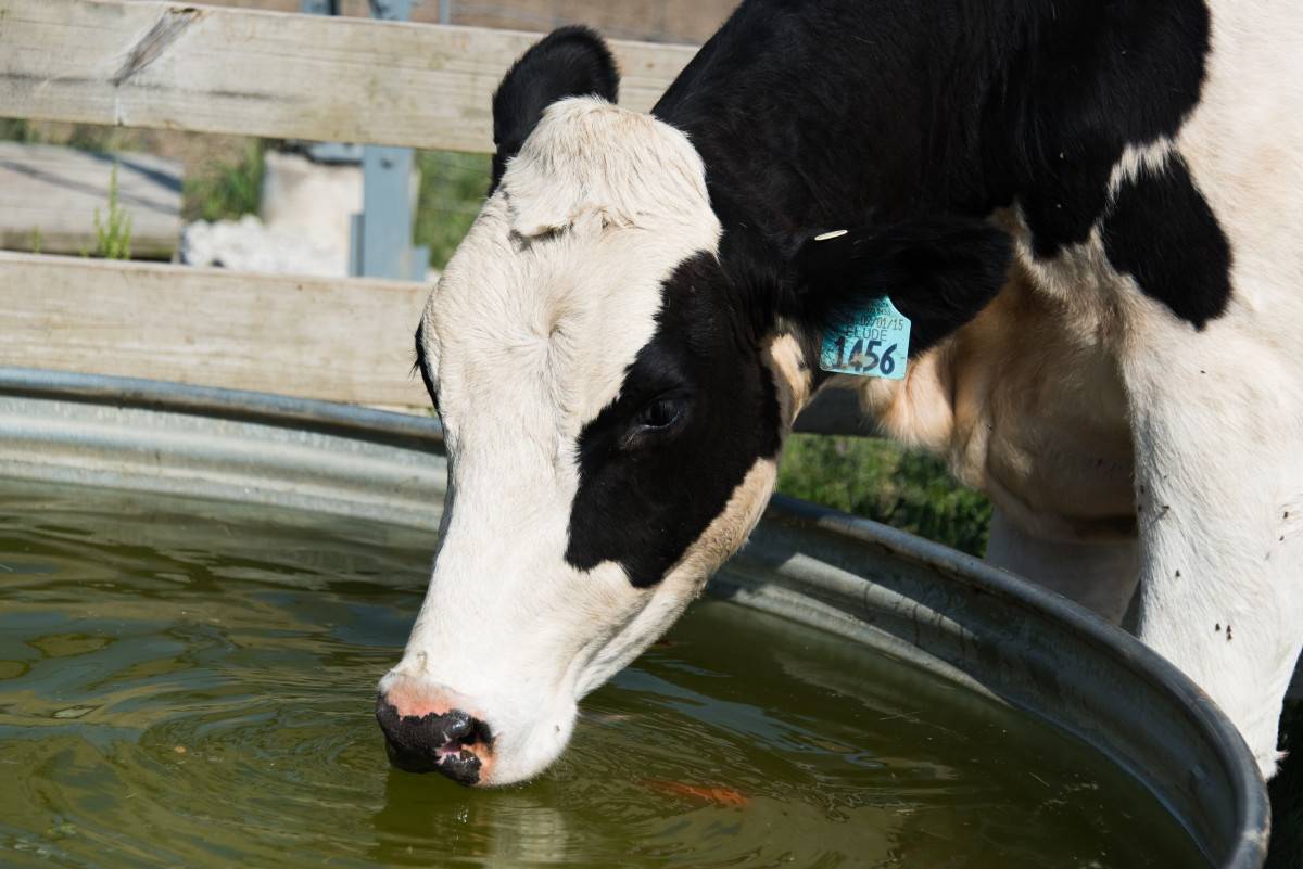 Visoke temperature negativno utječu na krave - što možete napraviti?