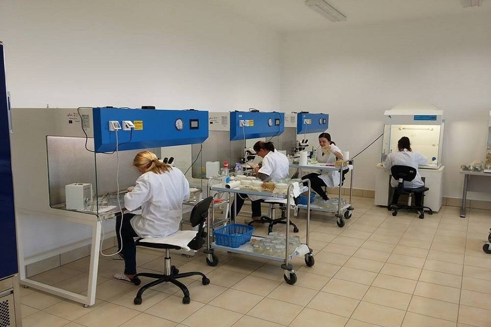 Paulownia drvo budućnosti koje se rađa i odgaja u Slavonskom Brodu