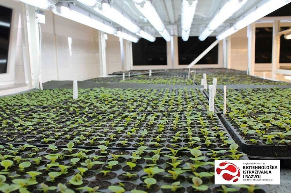 Paulownia drvo budućnosti koje se rađa i odgaja u Slavonskom Brodu