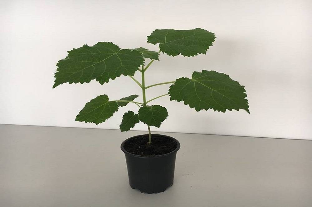 Paulownia drvo budućnosti koje se rađa i odgaja u Slavonskom Brodu