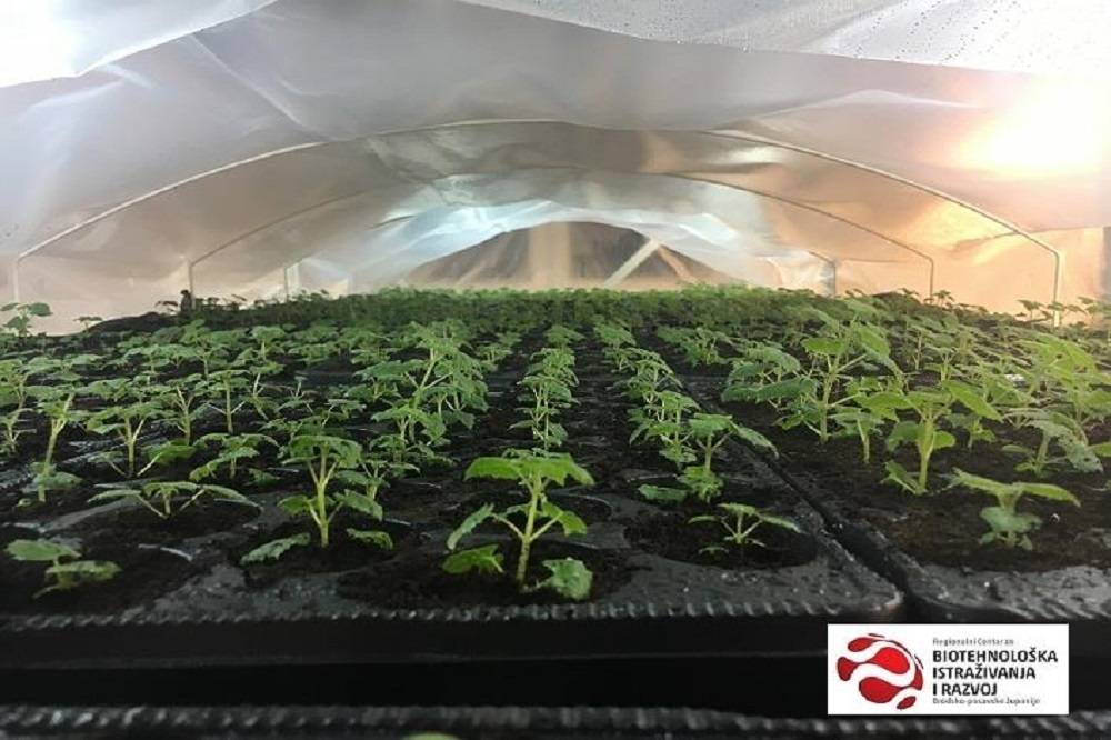 Paulownia drvo budućnosti koje se rađa i odgaja u Slavonskom Brodu