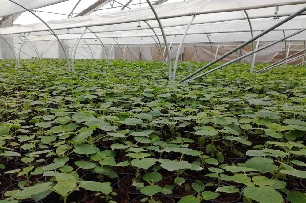 Paulownia drvo budućnosti koje se rađa i odgaja u Slavonskom Brodu