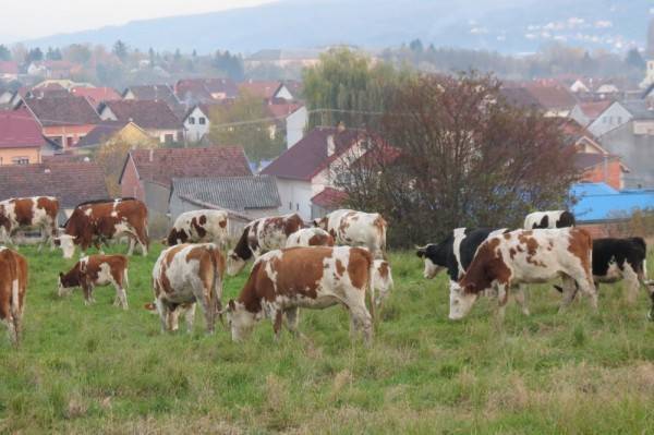 Tri milijuna kuna potpore županijskim programima za mliječno govedarstvo
