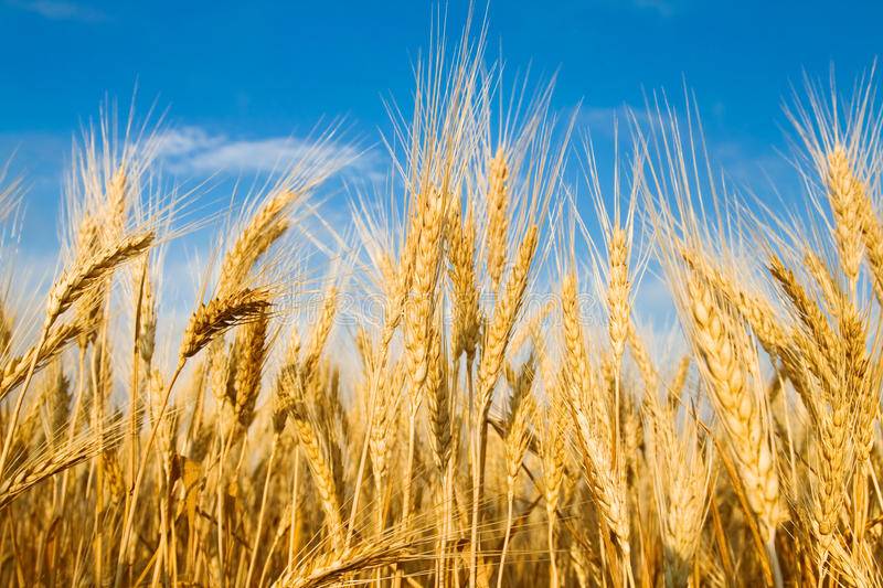 Počela žetva pšenica: Bit će je dovoljno, no ne zna se njena otkupna cijena