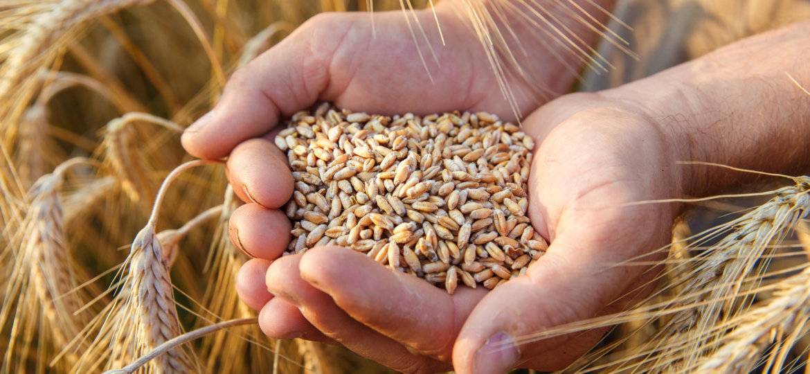 Suša: Svaki rast temperature za 1°C, smanjuje prinos pšenice za sedam posto