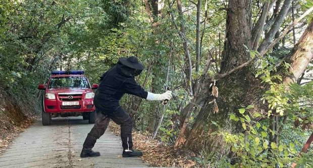 Što trebate učiniti, a što nikako ne smijete, naiđete li na gnijezdo stršljena