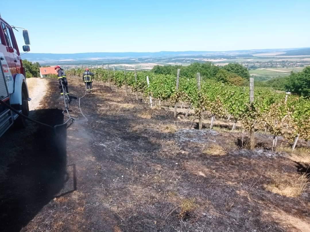 PLETERNICA: 65-godišnjak u požaru izgubio 2 hektara vinograda