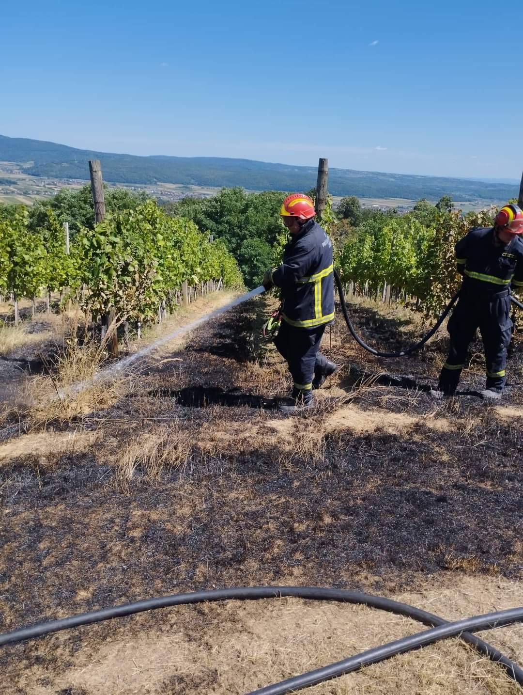 PLETERNICA: 65-godišnjak u požaru izgubio 2 hektara vinograda