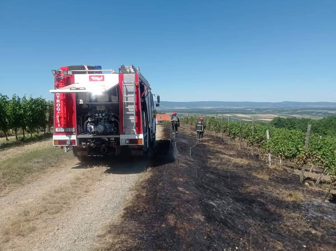 PLETERNICA: 65-godišnjak u požaru izgubio 2 hektara vinograda