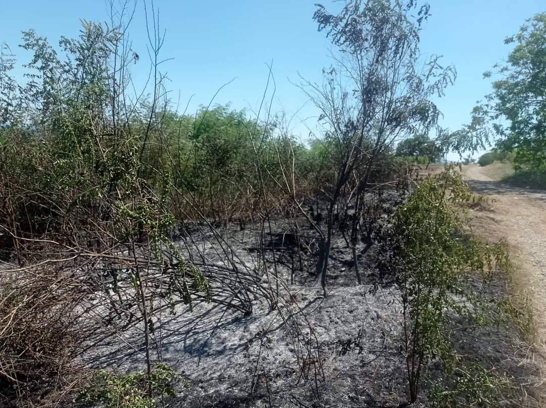 PLETERNICA: 65-godišnjak u požaru izgubio 2 hektara vinograda