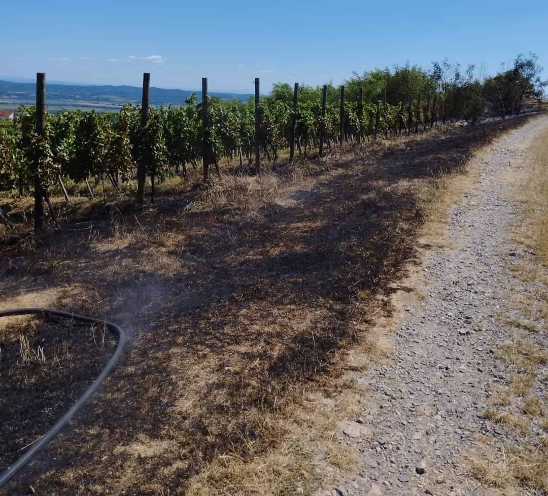 PLETERNICA: 65-godišnjak u požaru izgubio 2 hektara vinograda