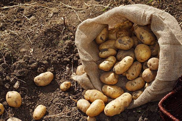 Krumpir dosegnuo rekordne cijene, dvije kulture pojeftinile