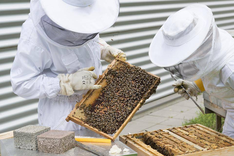 Pčelari u teškoj situaciji: “Meda je malo, prinosi su dosta smanjeni”