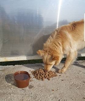 Napušteni pas kod Bertelovaca treba pomoć i udomitelja