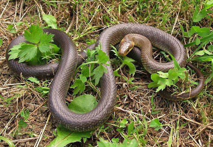 Od ugriza zmije u Hrvatskoj umrle su tri osobe, među njima i beba. Ako vidite otrovnicu, ovo morate znati