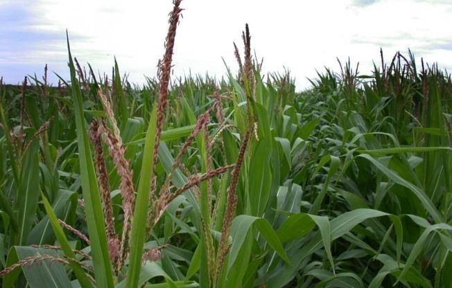 Maloljetnici ne smiju kidati metlice