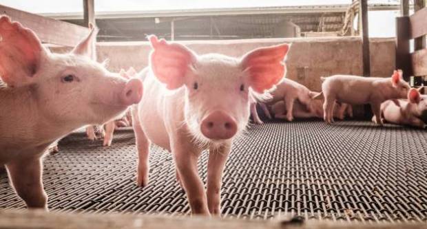 OBJAVLJENO: Raste li proizvodnja svinja?