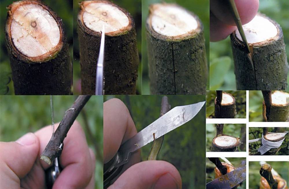 Općina Velika poziva sve zainteresirane na ljetnu školu cijepljenja voćaka