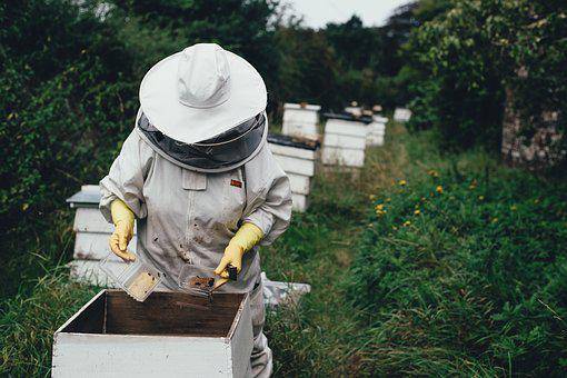 Pogledajte uz pomoć kojeg proizvoda pčelari mogu zaraditi i do 100.000 eura godišnje