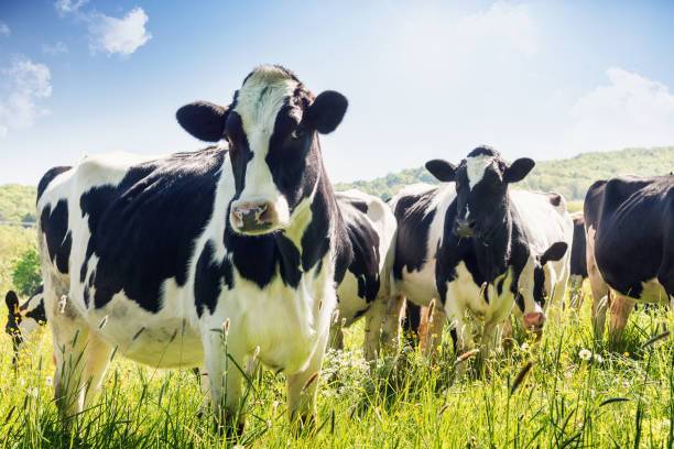 Javni poziv: Tri milijuna kuna potpora za mliječno govedarstvo