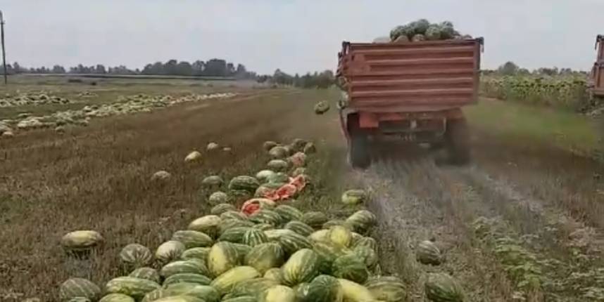 Slavonac bacio 25 tona lubenica: ʺGdje pronaći volju za ostanak u državi?ʺ