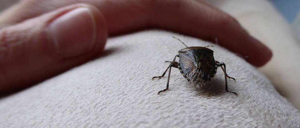 Kako spriječiti ulazak smrdljivih martina u kuću i koja je razlika između zelenih i smeđih?