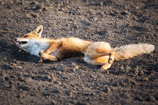 KUNOVCI: Muškarac(59) odstrijelio lisicu pa ostao bez oružja