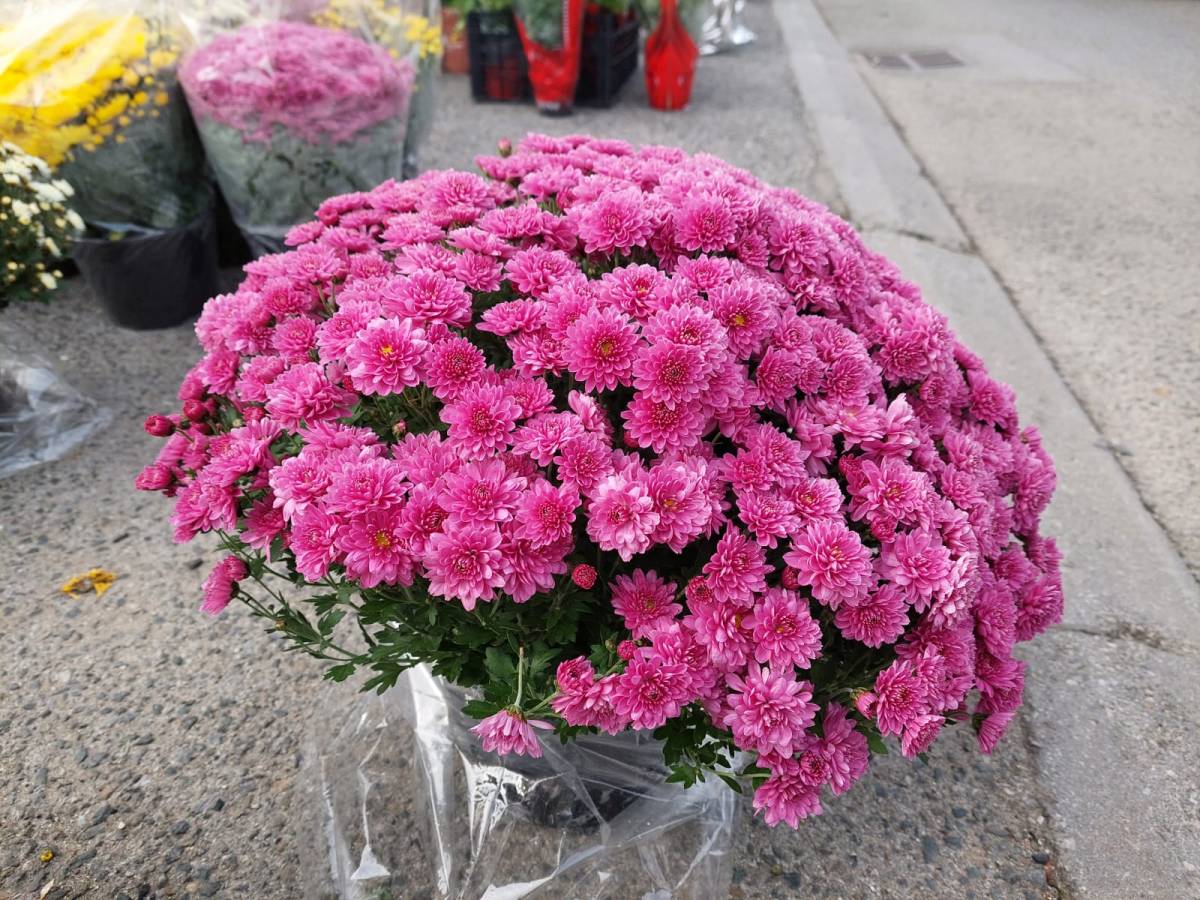 BOGATA PONUDA CVIJETNIH ARANŽMANA U POŽEGI I PLETERNICI: ʺProdaja je pala, a cijene porasle...ʺ